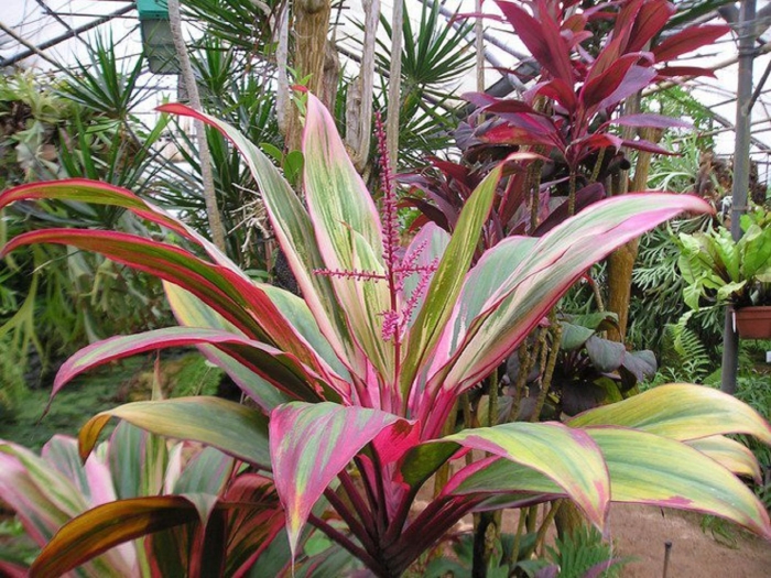 Кордилина фрутикоза киви