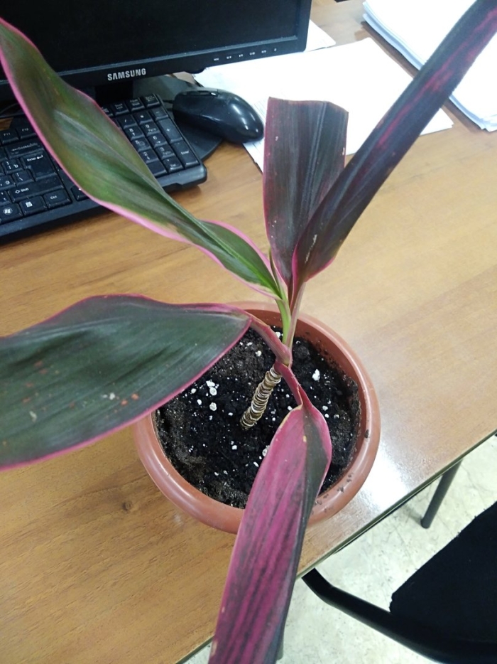 Кордилина фрутикоза