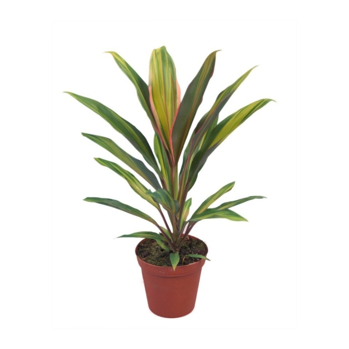 Кордилина фрутикоза киви