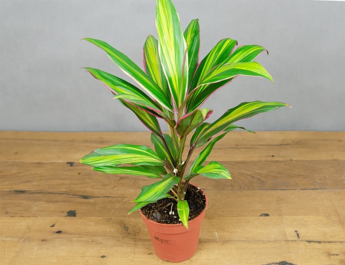 Кордилина пальма зеленая