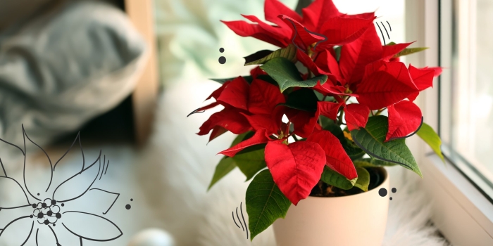 Цветок пуансеттия