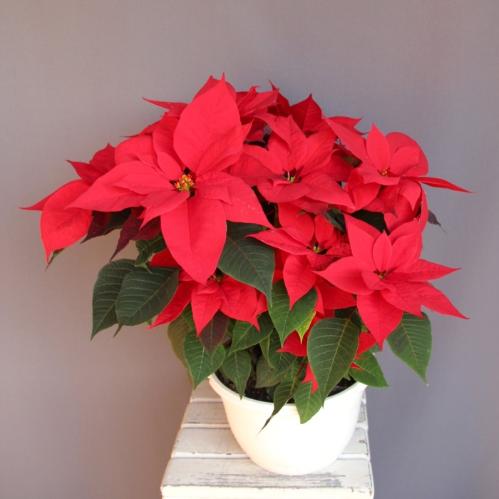 Пуансеттия рождественская звезда
