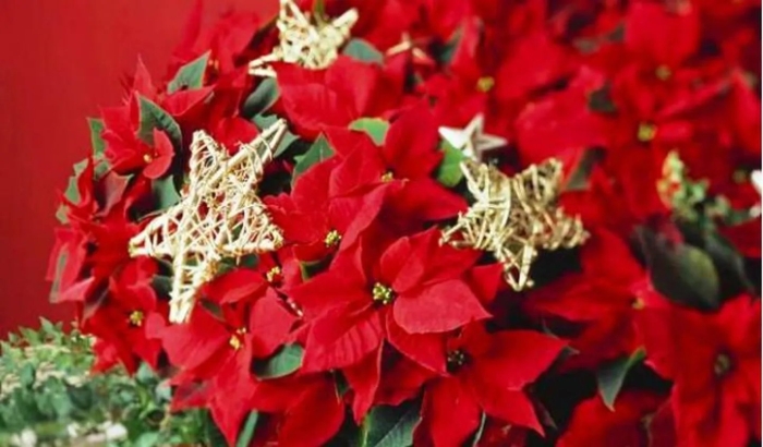 Пуансеттия красная рождественская звезда
