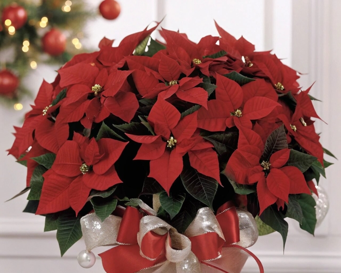 Рождественская звезда пуансеттия цветок