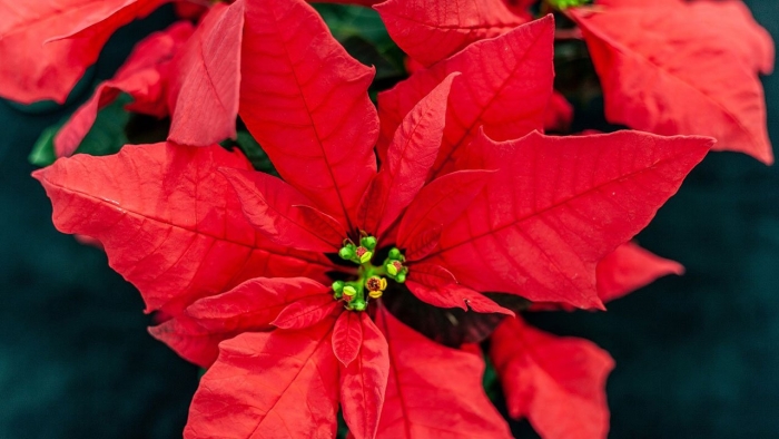 Пуансеттия винтер роуз красная