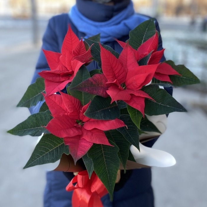 Цветок пуансеттия