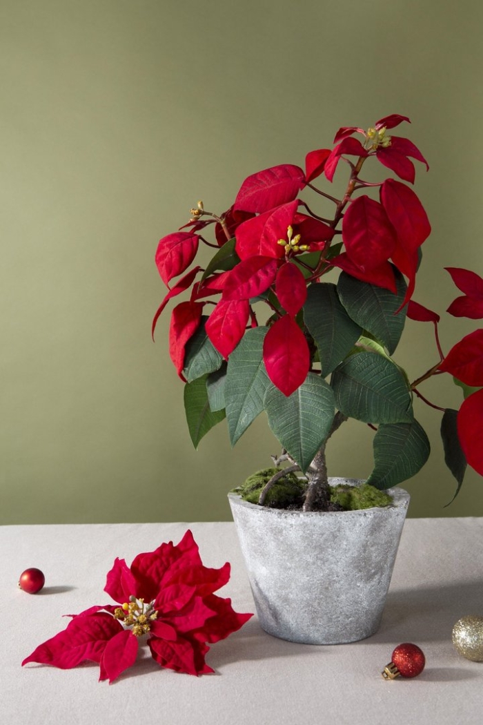 Пуансеттия рождественская звезда