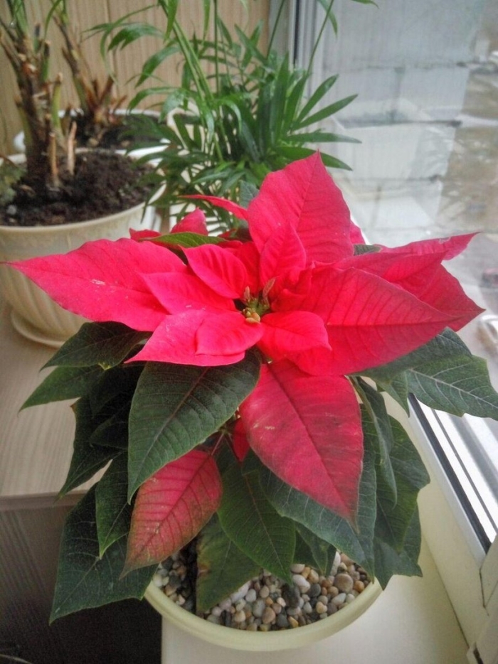 Цветок пуансеттия красная