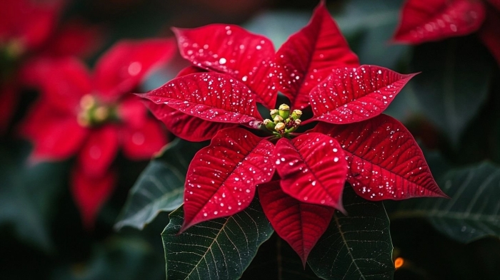Рождественский цветок пуансетия желтеют листья
