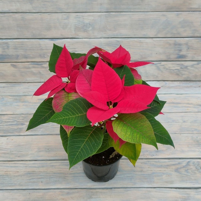 Цветок пуансеттия рождественская