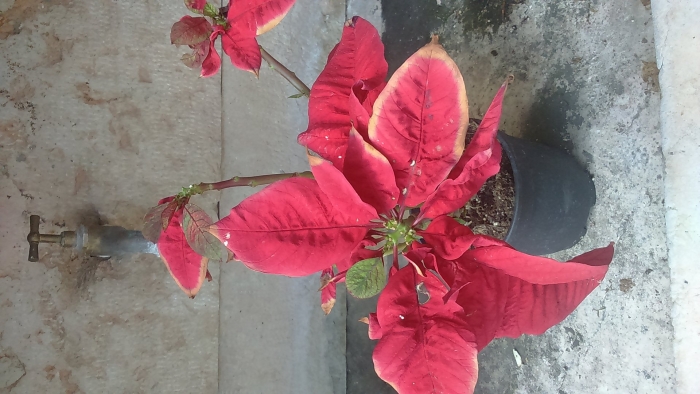 Цветок пуансеттия пожухли листья