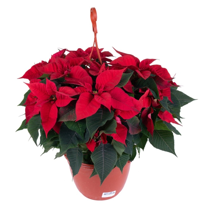 Цветы пуансеттии