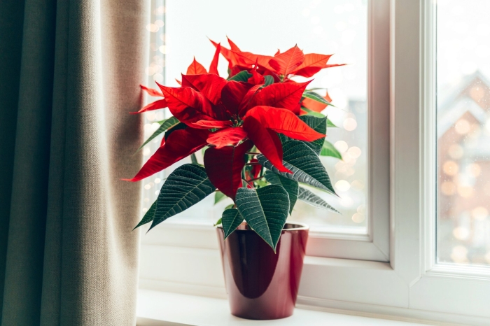 Пуансеттия росток