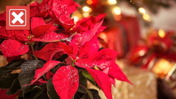 Пуансеттия цветок приметы