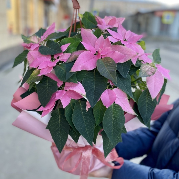 Пуансеттия рождественская звезда