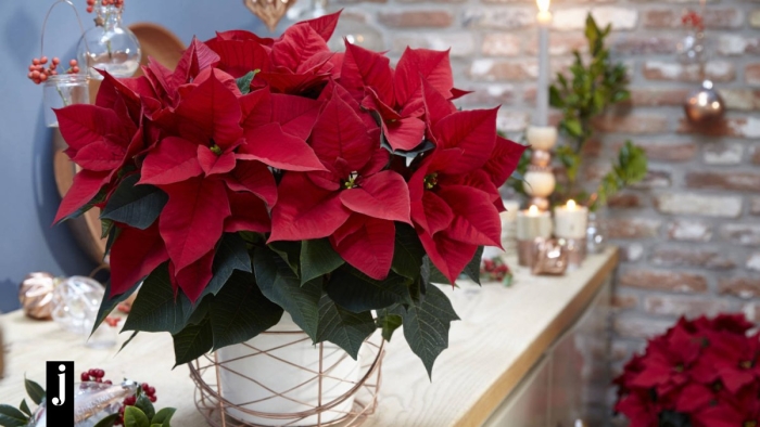 Молочай пуансеттия