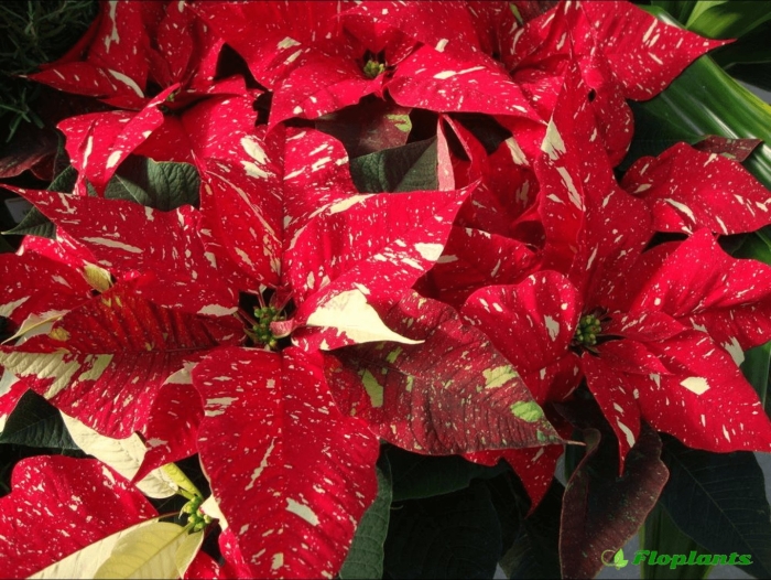 Молочай пуансеттия