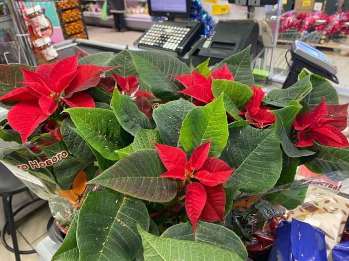 Пуансеттия рождественская звезда