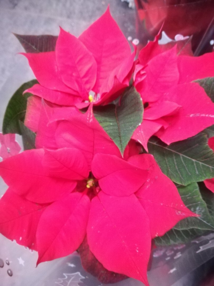 Пуансеттия cortez red