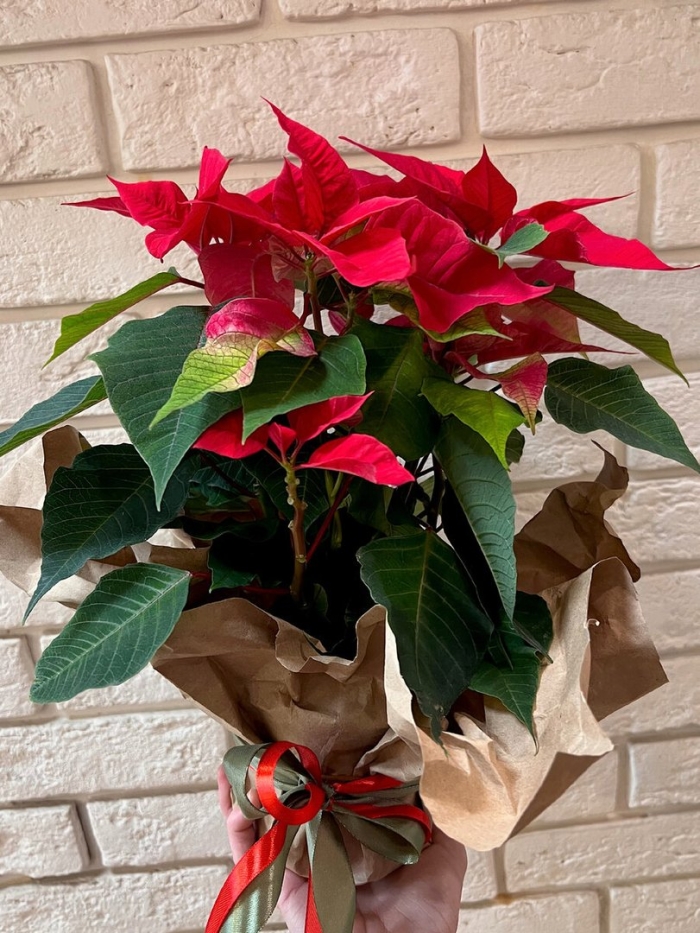 Рождественский цветок пуансетия