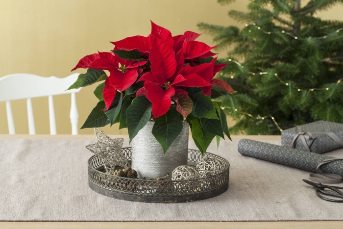 Пуансеттия рождественская звезда желтеют листья