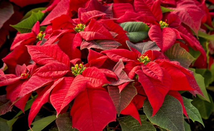 Пуансеттия euphorbia pulcherrima