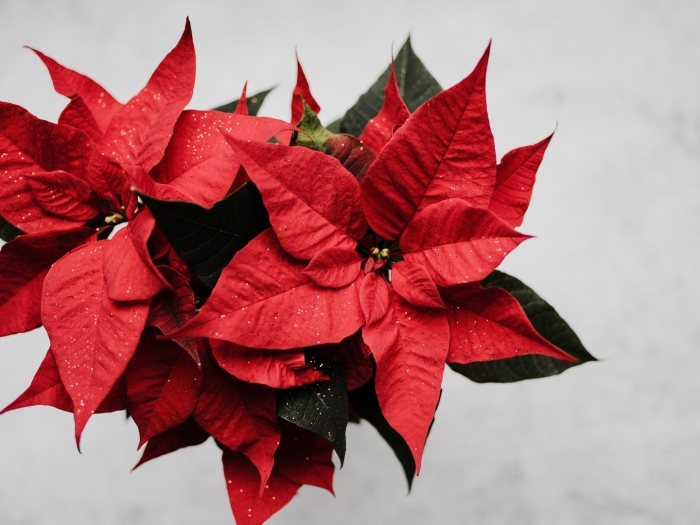 Рождественская звезда пуансеттия цветок