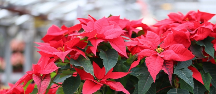 Молочай пуансеттия рождественская звезда