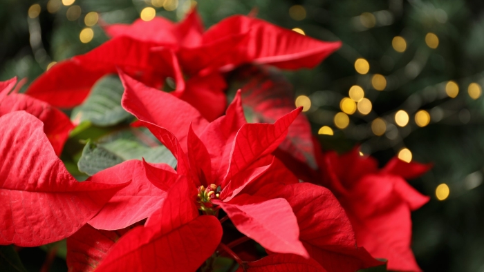 Пуансеттия аляска