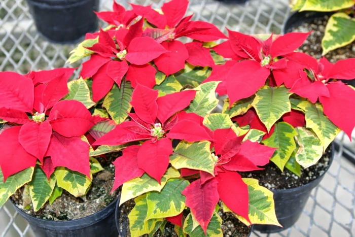 Молочай пуансеттия рождественская звезда