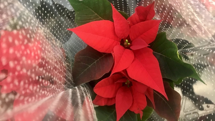 Молочай пуансеттия рождественская звезда