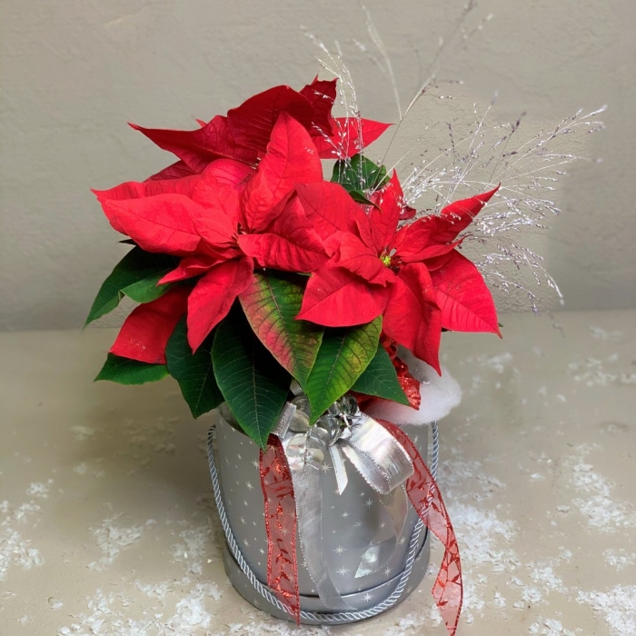 Цветок декабрист--пуансеттия