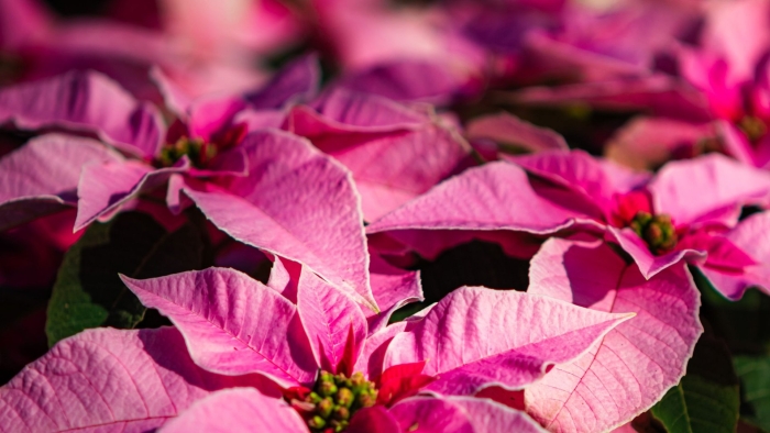 Пуансеттия розовая