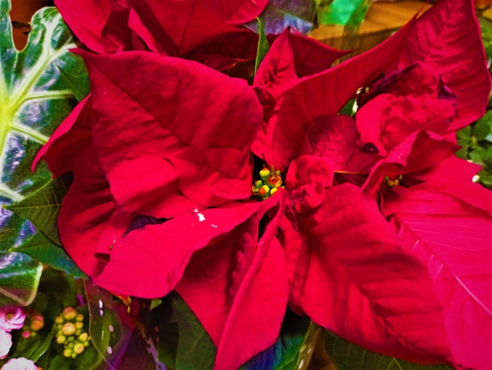 Пуансеттия рождественская звезда