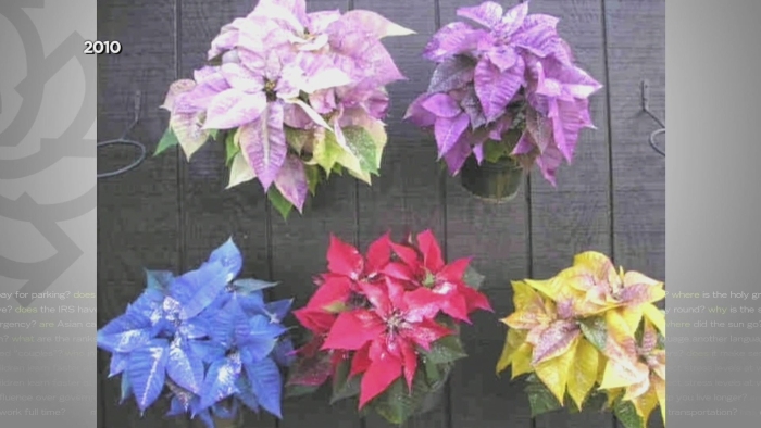 Пуансеттия monet twilight