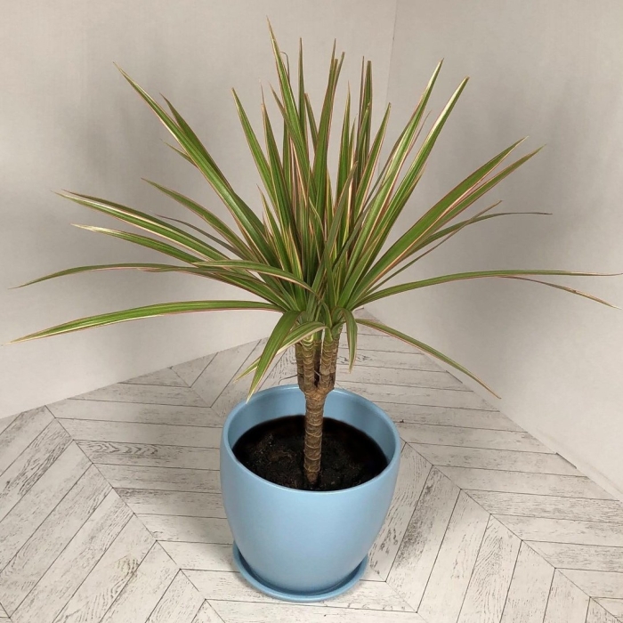 Комнатное растение драцена маргината