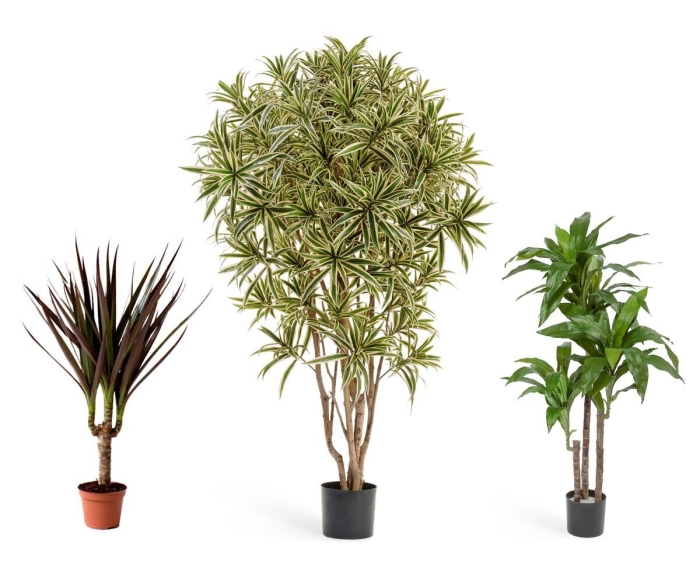 Драцена reflexa