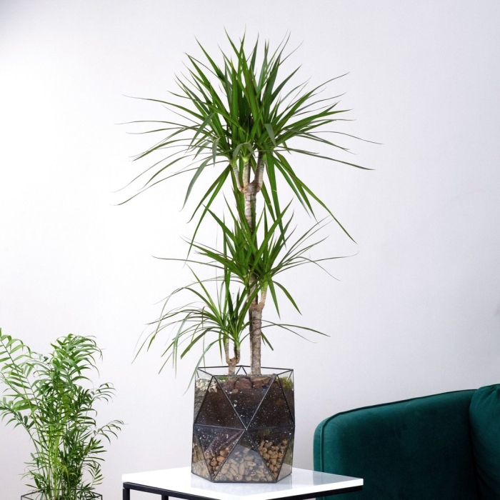 Пальма драцена