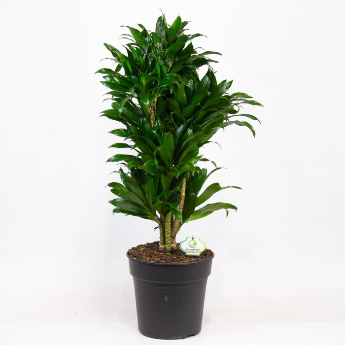 Драцена фрагранс компакта