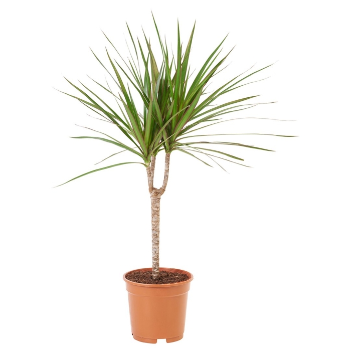 Dracaena marginata