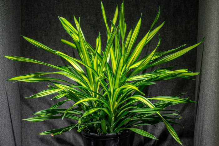 Драцена лайм