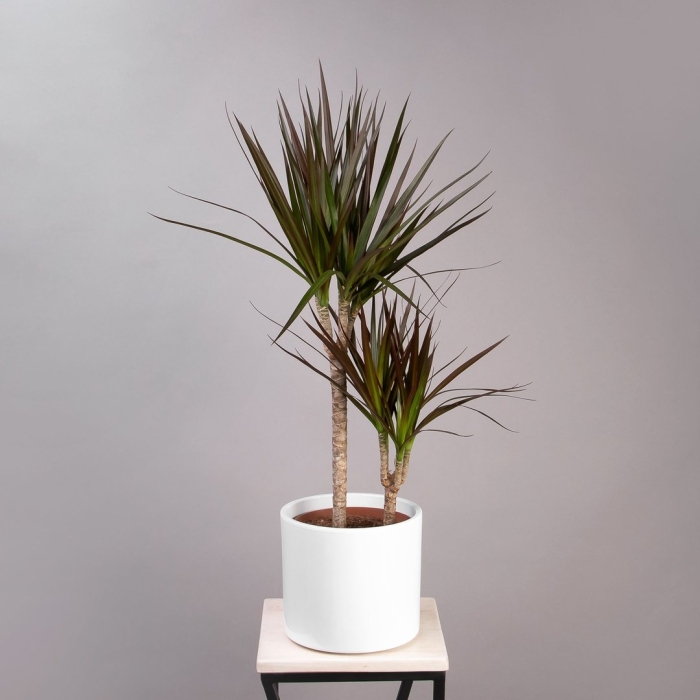 Драцена маргината маджента