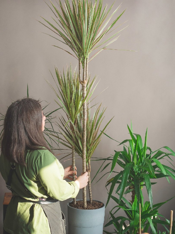 Пальма драцена окаймленная