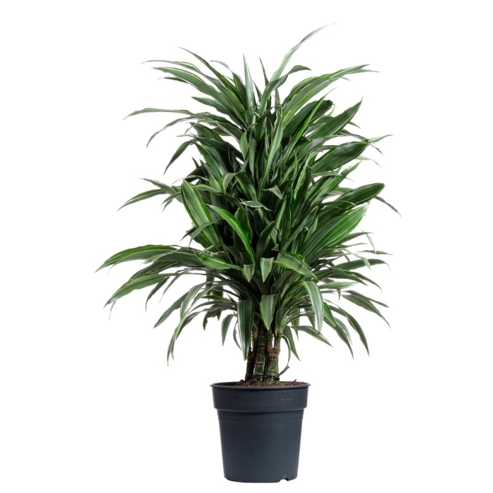 Драцена фрагранс варнески разветвленная