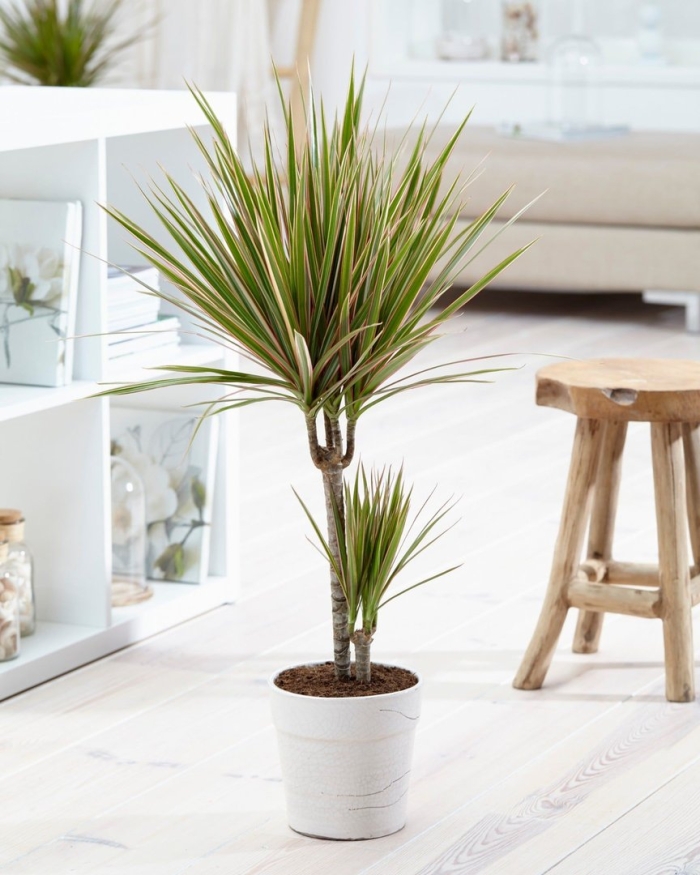 Драцена маргината