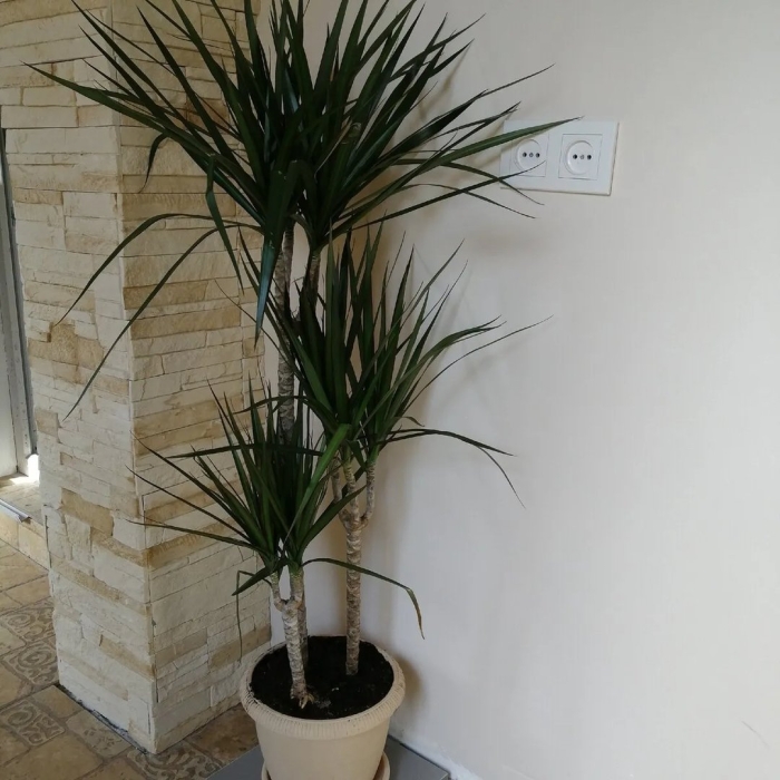 Драконовое дерево комнатное