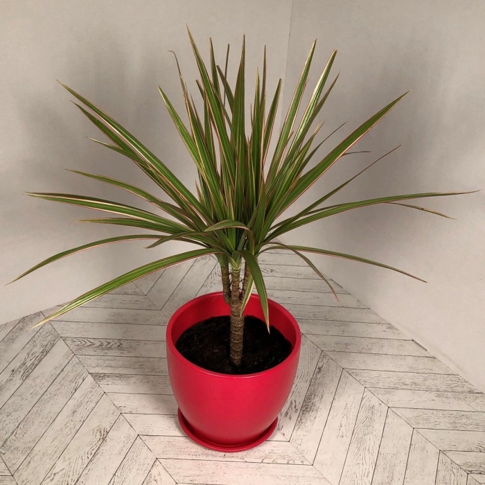 Драцена маргината