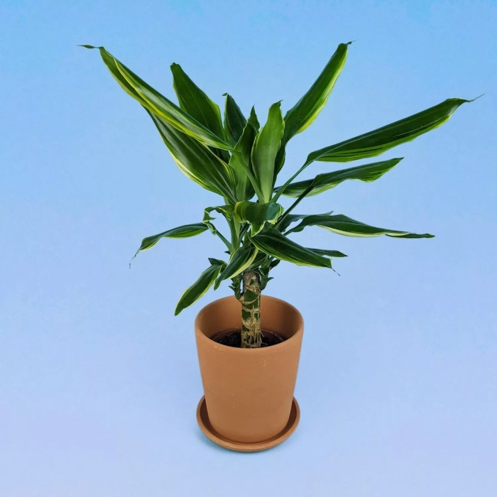 Драцена фрагранс голден