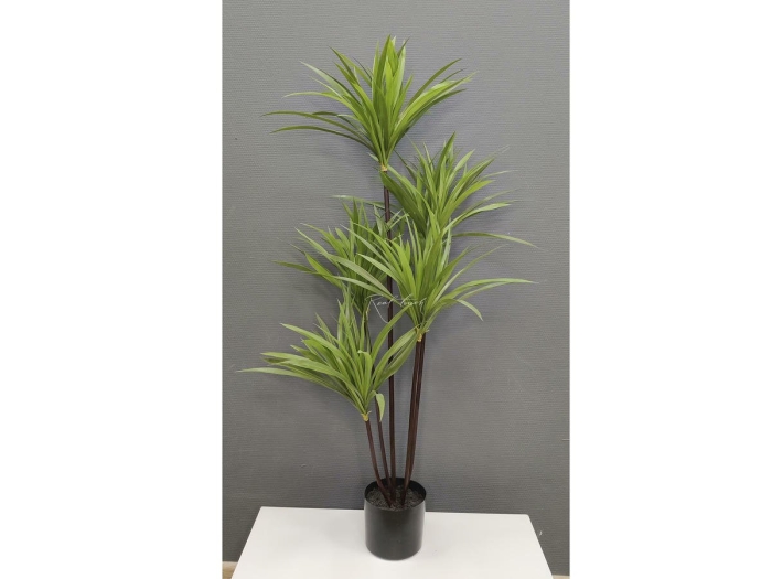 Драцена финиковая пальма