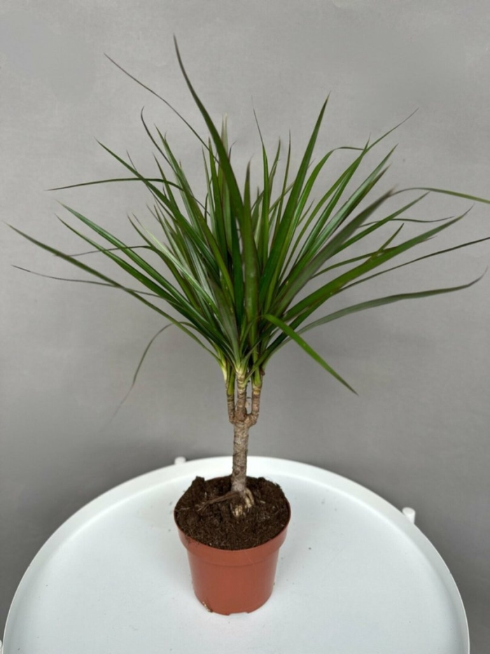 Драцена marginata stam